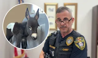 Georgia Officer Shoots Miniature Donkey During Night Search for Missing Child
