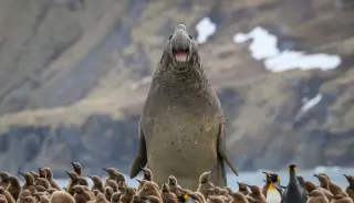 Record entries define 2026 Nikon Comedy Wildlife Awards finalists
