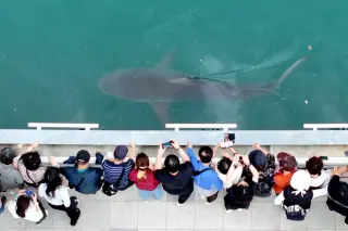 Busan embraces 'Bukangi' as a trapped shark becomes a major tourist draw
