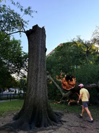 Gigantic Dupont Circle Tree Splits in Half, Triggering Morning Travel Delays