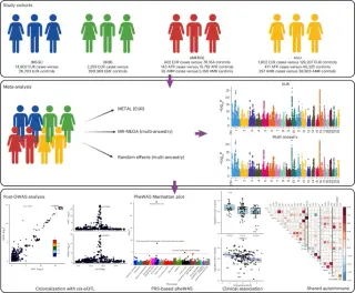 Neuronal pathways emerge as key drivers of multiple sclerosis risk in large GWAS
