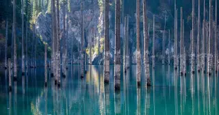 Kaindy’s Submerged Forest: a turquoise lake and the forest’s hidden network