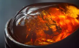 Crab-Clawed Amber Insect from 100 Million Years Ago Redefines Insect Evolution