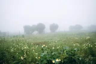 Ground-Level Fog Hosts Growing Bacteria That Consume Pollutants