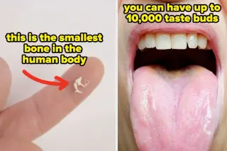 31 Incredible Facts About the Human Body You Likely Didn’t Know