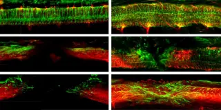 Magnetic NPC Bots Repair Severed Spinal Cords in Mice, Hinting at a Breakthrough Therapy