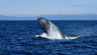 Underwater Heart Flex: How Blue Whales Lunge for Prey