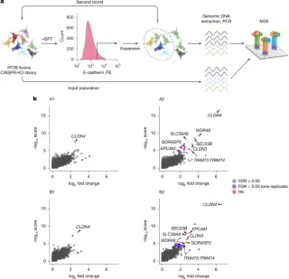 Bacterial toxin hijacks claudin-4 to cleave E-cadherin, fueling colorectal cancer risk