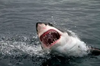 East Coast Giant Contender: Record-Setting Great White Heads North from Outer Banks