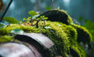Moss Survives Nine Months in Space, Regrows on Earth