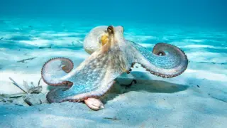 Oldest 'octopus' fossil reclassified as nautiloid