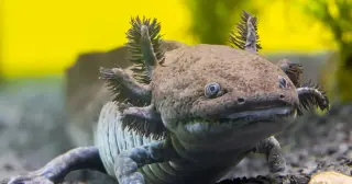 Ancient Axolotl Fossil in Mexico Redefines Its Deep Evolutionary History