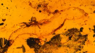 Ancient Burmese Amber Gecko Reveals Earliest Known Male Reproductive Feature