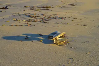 Ancient 500-year-old clam outlived empires, then scientists killed it to learn its age
