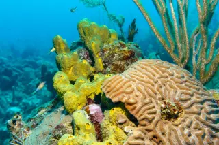 From poison to breath: how cyanobacteria seeded Earth’s oxygen-rich world