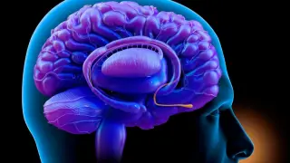 Nose-to-Brain Pathways Tie Nasal Breathing to Anxiety