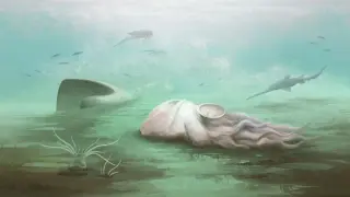 New imaging rewrites 'oldest octopus' claim: fossil is a nautiloid relative