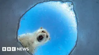 Shadows and Secrets: Wildlife Photographer of the Year 2026 Shortlist Unveiled