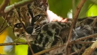 Leopardus tilcayo: The First New Wild Cat Species in a Century
