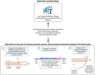 Immature Neurons and the Neurogenesis Debate in Human Depression
