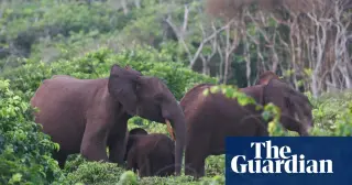 California hunter dies after elephants crush him during Gabon safari