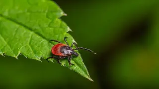 Long Island Tularemia Cases Prompt Tick-Borne Warning Near NYC