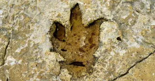Walking with giants: first adult T. rex trackway reveals a calm stroll