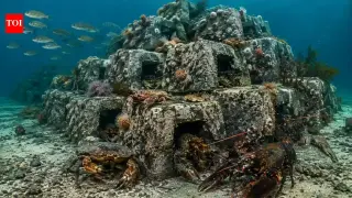 Coal-ash reef in Poole Bay sprouts a thriving underwater habitat within weeks