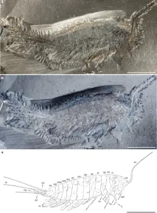 Stem-insect fossil pushes back timeline of insect land invasion