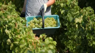 US Shines at 2026 Decanter World Wine Awards, Texas Wins Gold Highlights