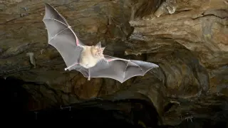 Genome and fossil data place bat origins in Europe 65 million years ago