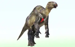 Japan yields its smallest iguanodontian bone, widening the coastal dinosaur picture