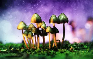 Africa’s Psilocybe species rewrites the mushroom’s evolutionary origin