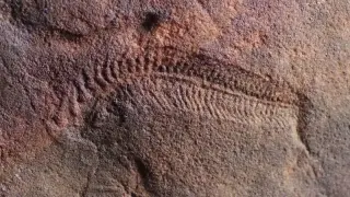 Ancient fossil reveals earliest sign of handedness