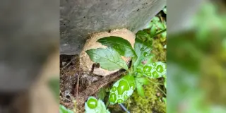 Cocoon to Wing: A 10-Month Watch Delivers a Polyphemus Moth
