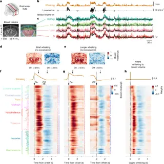 Two opposing neural populations drive brain-wide blood flow across arousal states
