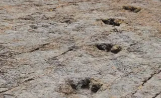 Bolivia Uncovers World’s Largest Dinosaur Footprint Field Along Ancient Lakeshore