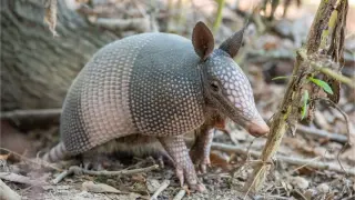 Florida’s Leprosy Rise Linked to Armadillos Sparks Health Watch