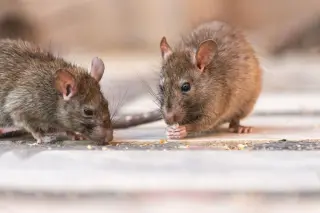 LA's Typhus Crisis: When Rats Outpace the City