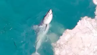 Sharks mob Whale Carcass Off California Coast in Feeding Frenzy