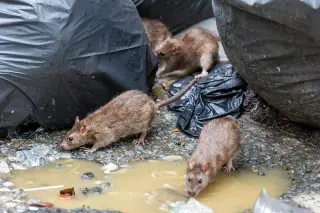Berkeley RV Rat Infestation Linked to Leptospirosis Death