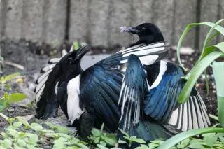 Magpies outsmart GPS trackers through cooperative harness removal