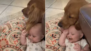 Baby Steals the Spotlight from Mom's Golden Retriever in Adorable Video