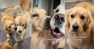Golden Retriever Turns Caregiver After Brother's Oral Surgery