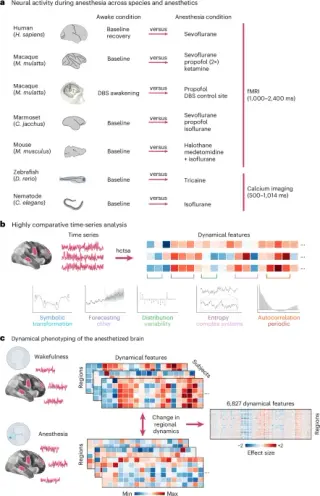 Anesthesia’s Neural Signature Spans Evolution and Lab-Grown Brain Models