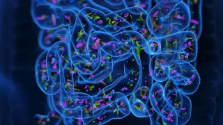Gut bacteria transplant pills show early sleep gains in insomnia study