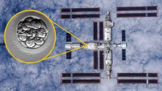 China Sends Lab-Grown Embryos to Space to Study Early Development in Orbit