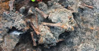 Beetle borings reveal titanosaurs' remains lingered above ground after death