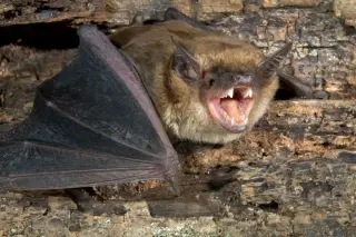 Bat Maternity Season Triggers NY Home Intrusions and Public Health Warnings