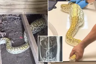 8-foot Burmese python found under NJ shed reveals opossum meal on X-ray